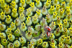 Ladybugs on the sunflower head