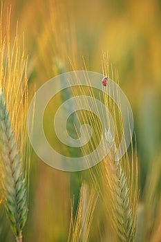 Ladybugs walk over an ear of gold corn / A man helps a ladybug to arrive over an ear of gold corn