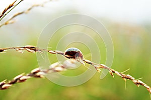 Ladybugs are walking on grass