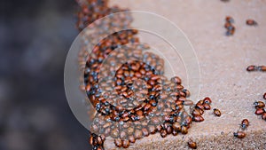 Ladybugs wintering in Pinnacles national park in California