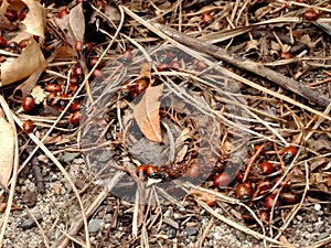 Ladybugs in the woods