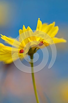 Ladybugs and Yellow flower
