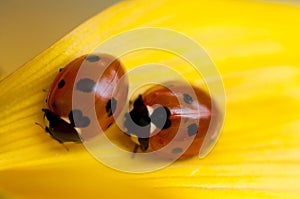 Ladybugs on yellow leaf