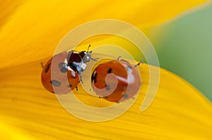 Ladybugs on yellow leaf