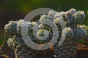 Ladyfinger cactus at garden in Kibbutz Kfar Glikson Israel