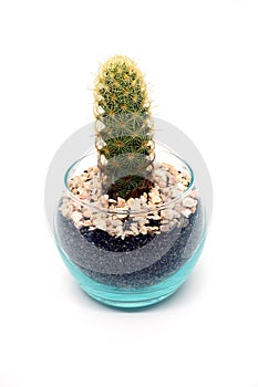 Ladyfinger Cactus, Mammillaria elongata