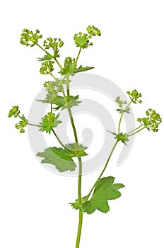 Ladys mantle herb (Alchemilla mollis)