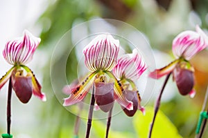 Ladys slipper orchid