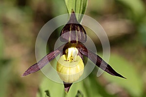 Ladys-slipper orchid