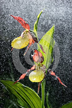 Ladys Slipper Orchid bloom in the pouring rain like snowing. Blossom and water drops. Lady Slipper, Cypripedium calceolus