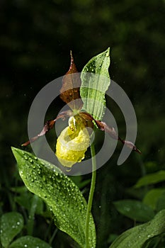 Ladys Slipper Orchid bloom after rain. Blossom and water drops. Lady Slipper, Cypripedium calceolus.