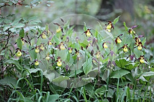 Ladys slipper Orchids