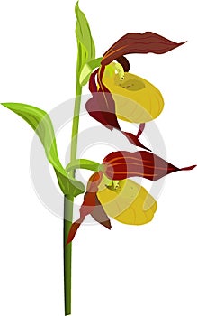 Ladyslipper photo