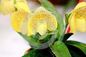 LadySlipper In Thailand