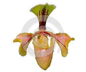Ladyâ€™s Slipper orchid or Paphiopedilum villosum Lindl. Stein