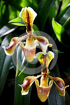 Ladyâ€™s Slipper, paphiopedilum villosum wild orchid in Thailand