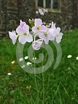 Ladyâ€™s Smock or Cuckoo Flower