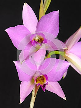 Laelia anceps