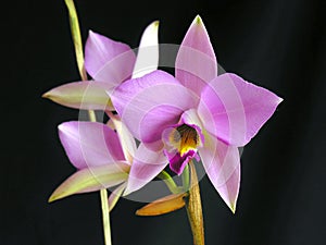 Laelia anceps