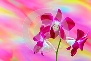 Laelia anceps pink orchids against colofrul background