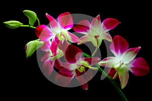 Laelia anceps pink orchids against dark background