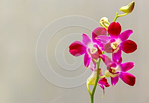 Laelia anceps pink orchids with common flower crab spider