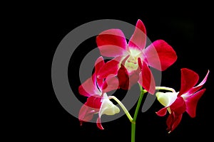 Laelia anceps red orchids against black background