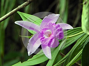 Laelia Pumila Orchid in Guatemalan Jungle