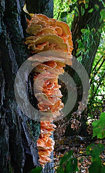 Laetiporus sulphureus