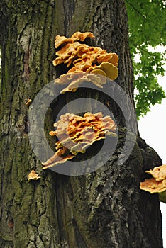 Laetiporus Sulphureus