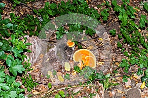 Laetiporus sulphureus