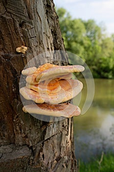 Laetiporus Sulphureus