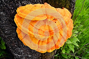 Laetiporus sulphureus