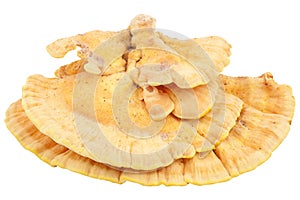 Laetiporus sulphureus