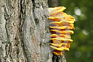 Laetiporus sulphureus