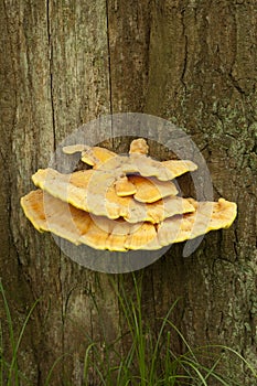 Laetiporus sulphureus