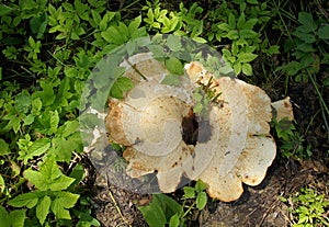 Laetiporus sulphureus also known as sulphur shelf mushroom
