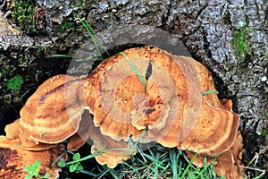 Laetiporus sulphureus autumn mushroom growing on dead tree trunk