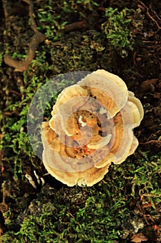 Laetiporus sulphureus autumn mushroom growing on tree