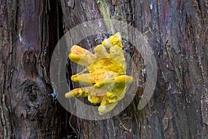 Laetiporus sulphureus bracket fungus growing on a tree