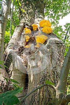 Laetiporus sulphureus bracket fungus