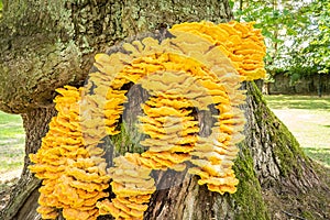 Laetiporus sulphureus bracket fungus photo