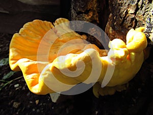 Laetiporus sulphureus, Chicken-of-the-Woods or the Sulphur Polypore on the tree. Close-up.