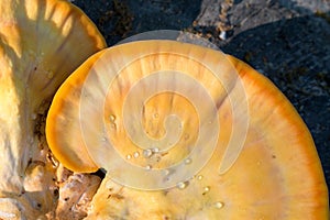 Laetiporus sulphureus, crab-of-the-woods yellow mushroom closeup selective focus