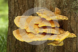 Laetiporus sulphureus photo