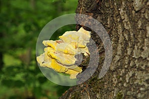 Laetiporus sulphureus fungus