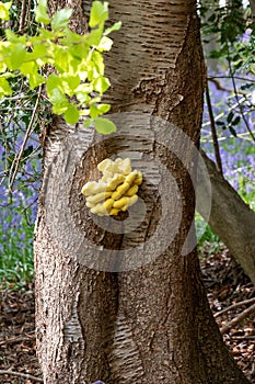 Laetiporus sulphureus fungus, also known as Chicken In The Woods, growing on a tree in Adams Wood, Skirmett, Chilterns UK