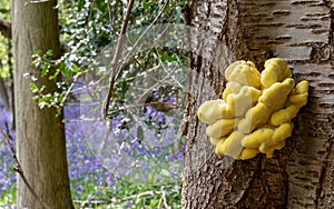 Laetiporus sulphureus fungus, also known as Chicken In The Woods, growing on a tree in Adams Wood, Skirmett, Chilterns UK