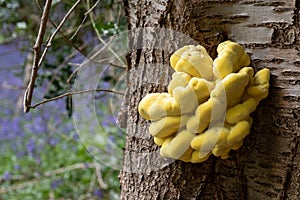 Laetiporus sulphureus fungus, also known as Chicken In The Woods, growing on a tree in Adams Wood, Skirmett, Chilterns UK