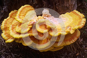 Laetiporus sulphureus mushroom